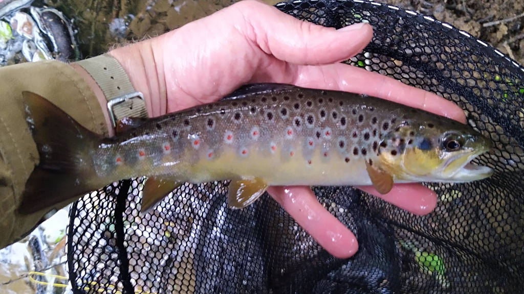 Photo of the last trout of the day